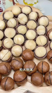 macadamia nuts ready to eat roasted macadamia nuts roasted canned yummy