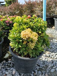 เข็มแคระเหลือง กระถาง 11 นิ้ว ต้นสวย (กทม)