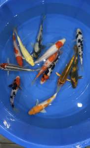 JAPAN KOI LOCAL BREED 6/7” 12pcs COMBO OFFER at 1688+ FREE GIFTS !!