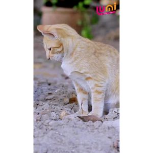 LUMIPET: Obat Diare & Mencret Aman Untuk Kucing & Anjing