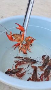 Gunting Capit & Tongs Penjepit Barang Ambil Seafood Serbaguna