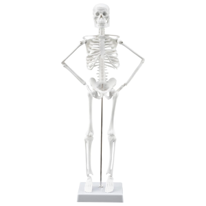 【READY STOCK】Human Nasal Cavity Model/Throat Anatomy Internal/Otolaryngology Medical Teaching Model/Throat Anatomy Model