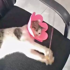 Vòng cổ chống liếm cho Chó Mèo hình bông hoa bằng xốp (mẫu mới) - Hara Pet Store