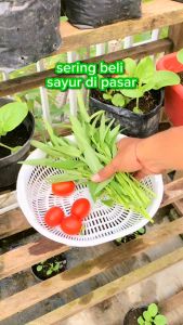 INFARM - Benih Bibit Biji Super Tomat Mawar Bibit Buah Buahan Benih Buah Tomat Benih Bibit Tomat Merah