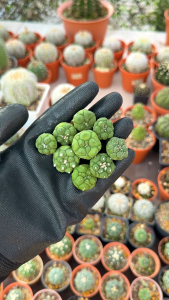 Astrophytum Asterias cv. Kikko (Seeding)/ 实生龟甲兜宝宝