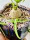 L.O.V.E Succulents