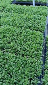 เมล็ดผักสวนครัว ผักสลัด ไฮโดรโปรนิกส์ ถูกปลูก สลัดแก้ว ฟินเล่ย์ กรีนโอ๊ค เรดโอ๊ค มีน้ำ ผลได้ง่าย 100-1000 กรัม พร้อมส่ง จาก ชลธิชาฟาร์ม