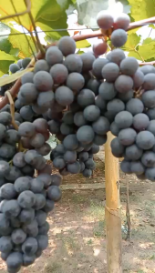 combo 3 cây nho giống kẹo+ bailey+ ngón tay đỏ dễ trồng sớm trái