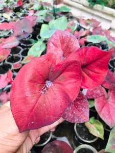 Paket Keladi Ekonomis 7 plant 100k Caladium Hybrid