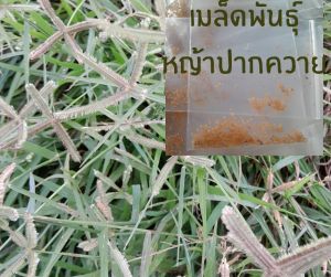 เมล็ดหญ้าปากควาย500เมล็ด