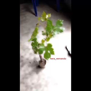 A1- paket hemat 2 bibit anggur Laura import stek batang