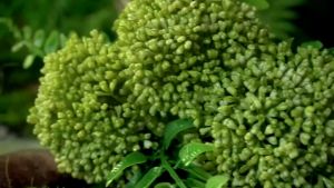 Dầu gội thảo dược chống rụng tóc và kích thích mọc tóc Elfa Pharm