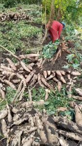 ผงดำ KGA นวัตกรรมใหม่เพื่อการเกษตร ใช้ได้กับพืชทุกชนิด เพิ่มผลผลิต ลดต้นทุน ลดปุ๋ย ลดเคมี