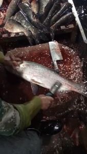 Máy Đánh Vảy Cá Cầm Tay Công Suất Lớn 125W