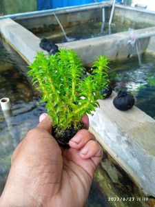 tanaman aquascape tonina media wabikusa