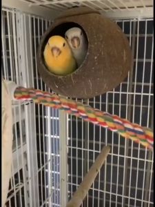 มะพร้าวทำรัง บ้านกะลา บ้านรังฟาง บ้านชูการ์ บ้านกระรอก บ้านนก แบบขัดเรียบ ยึดด้านบนของกรง