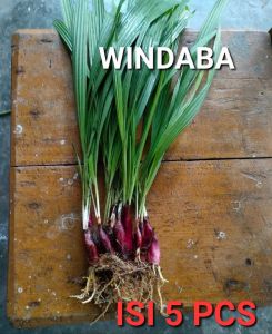 windaba - 5 Bibit Umbi Tanaman Bawang Dayak Herbal Bawang Dayak Siap Tanam