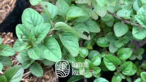 Bibit Tanaman Oregano: Panduan Lengkap