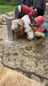 NO LIMIT BaoRun K5 Hitam Alat Mesin Cukur Bulu Hewan Domba Garut Kambing Elektrik di Cas Tanpa Kabel