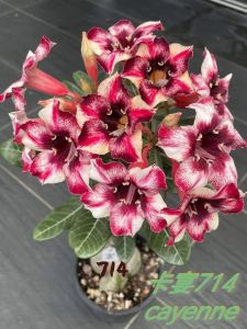Adenium Kemboja Bonsai ID 714/富贵花