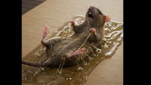 Ikari Chu-clean Glue Board (5pcs) High Quality Rodent Glue Trap Water Resistant Prevent Dust