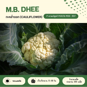 เมล็ดพันธุ์ผักกะหล่ำดอก จำนวน 100 เมล็ด