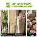 (GG real plant) long thin puding ^ pokok hidup live outdoor plant tumbuhan kebun bunga daun kuning hijau. 