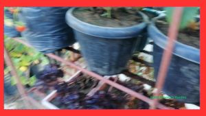 STRAWBERRY SEEDS HEAT TOLERANCE