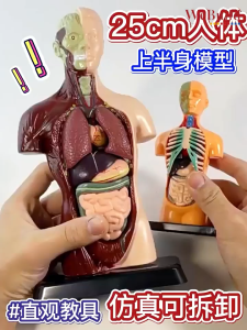 Human Body Anatomy Model 儿童科教益智玩具|人体器官骨骼模型DIY组装套装|跨境早教中小学生学习工具Early Learning Science Toy for Children Pemainan WeBuild