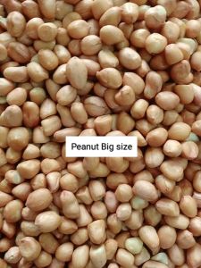 Peanut 500g-1kg Big Size Mani na may balat kilo(Good quality)