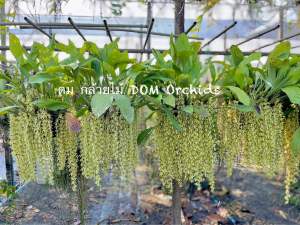 เอื้องสายเสริฐอินโด กล้วยไม้หายาก ดอกหอม กล้วยไม้สายเสริฐ ในตะกร้า 4 นิ้ว ขนาด4-6 ต้น 1ตะกร้า/ดมกล้วยไม้