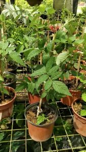 Anak Pokok Mysore Raspberry