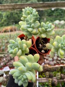 SEDUM Treleasei天使之泪SUCCULENTS PLANTS 🌸