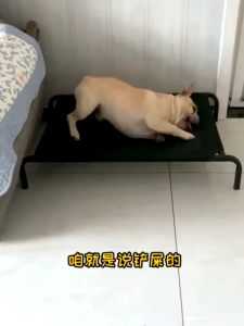 B-Home ElevatedBed Dog Bed Cat Bed Bigger Size Breathable Cooling Mesh Steel Frame House Anti Skin Disease Tempat Tidur Peliharaan 宠物床