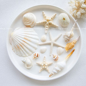 INS Natural Conch Starfish Shell Coral Photo Props Marine Mediterranean Decoration Ornaments Photographic Background Cloth