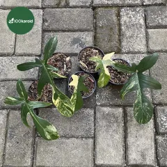 philodendron galaxy Philodendron 'White Princess' 12cm main image 0