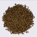 100gr Herbal Jue Ming Zi 决明子 Semen Cassiae Foetid Cassia Seed Seeds Semen Cassiae Cassia Tea Clear Liver Improve Vision. 