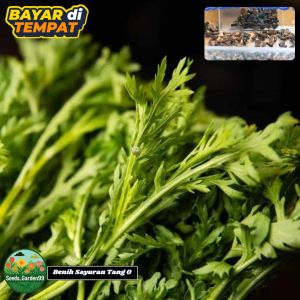 100 BUTIR BIJI/BENIH SAYURAN TANG O IMPORT