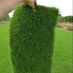 thảm cỏ thật zeon zoysia 0.5 mét vuông đạt chuẩn cỏ châu âu