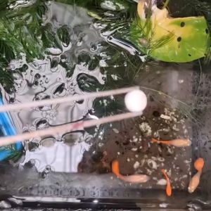 1 Viên Vi Sinh làm trong nước hồ cá - Tạo môi trường vi sinh cân bằng