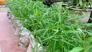 (60 SEEDS) CHINESE KANGKONG SEEDS/FOR PLANTING/HYBRID/EASY TO GROW/TSINO VARIETY