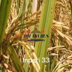 BIBIT BENIH PADI VARIETAS INPARI 33 ORIGINAL SARI INTAN 25 KG