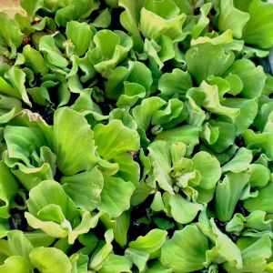 จอกแหนกุหลาบ ไซส์เล็ก คัดเกรด ออแกนิคปลอดสารพิษ สำหรับใส่อ่างเลี้ยงปลา หรือบำบัดน้ำในอ่าง จำนวน 1 ดอก