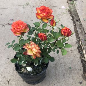 Estoril Big Flower Flame Chinese Rose Balcony Shrub Rose Pot Florals Everblooming Multi-Head Good Feeding