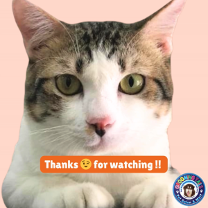 CINDYS RECIPE Tofu Beads (2.5kg) Cat Litter - 100% BIO-DEGRADEABLE & ECO-FRIENDLY