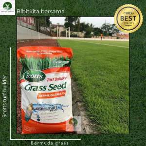 Benih rumput bermuda 500 gram - benih rumput lapangan sepak bola dan golf 500 gram