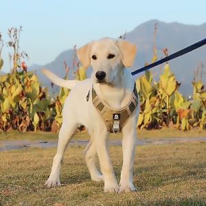 Adjustable Dog Vest Harness (Not Included The Leash): A Comprehensive Guide to Heavy Duty Pet Harness