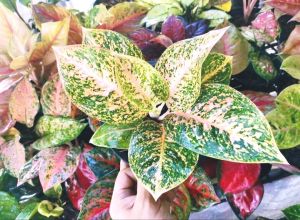 ต้นทรัพย์มงคลสีส้ม /ทรัพย์มงคลส้ม อโกลนีมา Aglonema Orange จัดส่งทั้งกระถาง 8นิ้ว