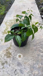 Cây Lan Hoàng Dương (Size nhỏ) - Chậu đen nhỏ - Hoa vàng rực rõ!