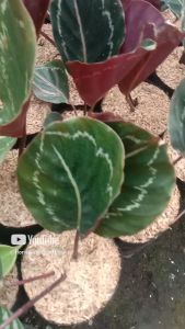 tanaman Calathea Green Lipstick: Bikin Rumah Lebih Asri